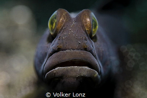 goby by Volker Lonz 